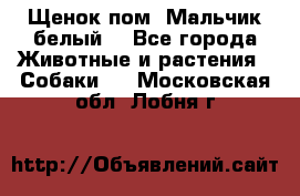 Щенок пом. Мальчик белый  - Все города Животные и растения » Собаки   . Московская обл.,Лобня г.